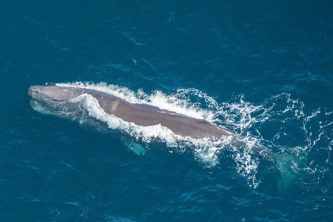 Kaikoura Helicopters Extended Whale Watch - The Value of the Experience
