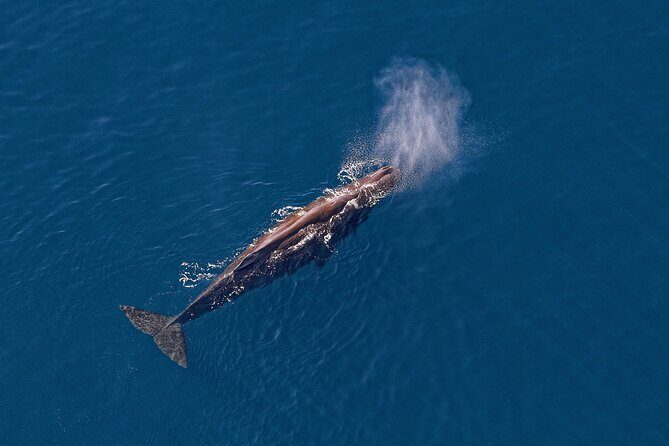Kaikoura Helicopters Top n Tail Whale Watch flight - FAQ