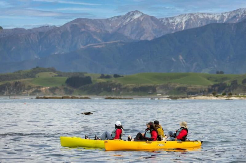 Kaikoura: Private Guided Kayak Tour with Seals - The Experience: What You Can Expect from Start to Finish