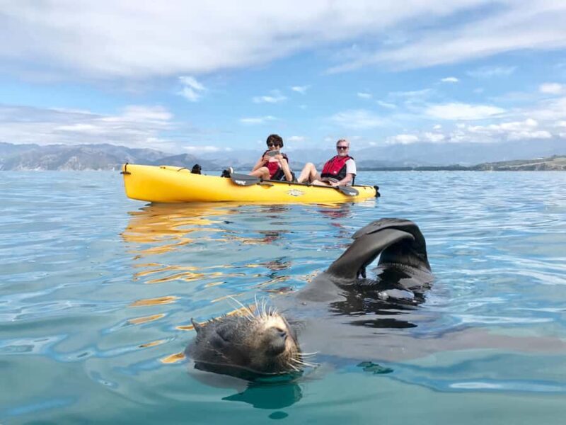 Kaikoura: Private Guided Kayak Tour with Seals - The Final Word: Why Choose This Tour?