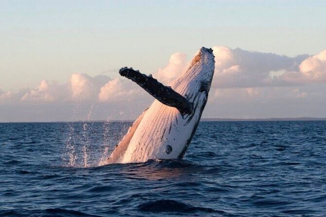 Kaikoura Private Whale Watching Day Trip from Christchurch - The Whale-Watching Experience: Worth the Extra?