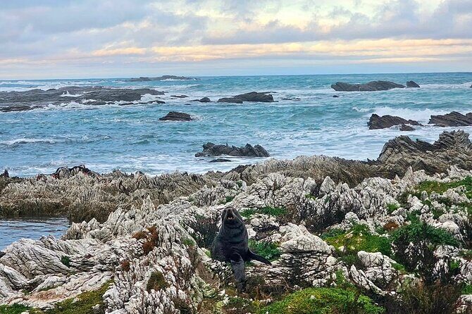 Kaikoura Private Whale Watching Day Trip from Christchurch - Authentic Experiences & Real Traveler Feedback
