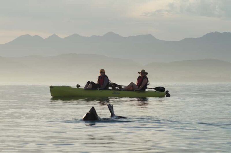 Kaikoura: Seal-Watching Pedal Kayak Tour - What Makes this Tour Special?