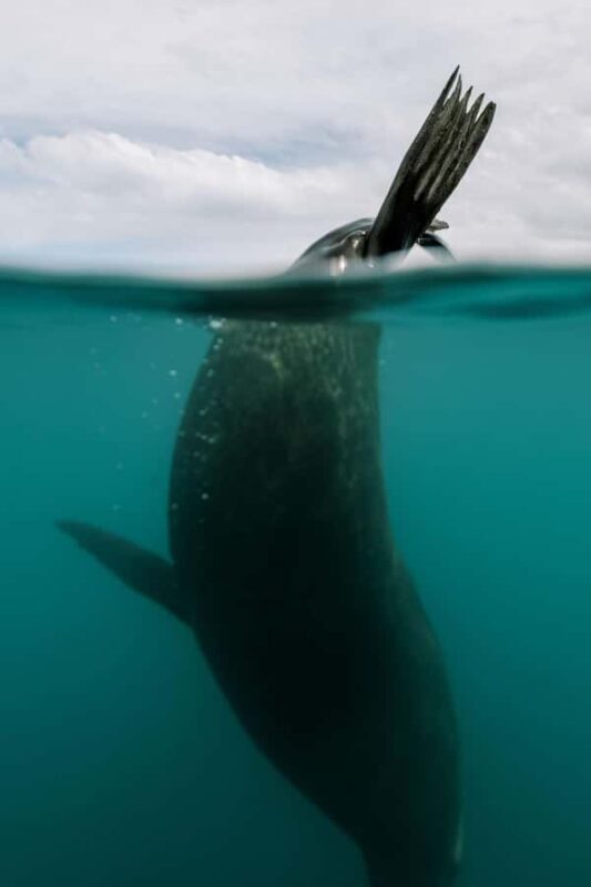 Kaikoura: Seal-Watching Pedal Kayak Tour - Practical Considerations