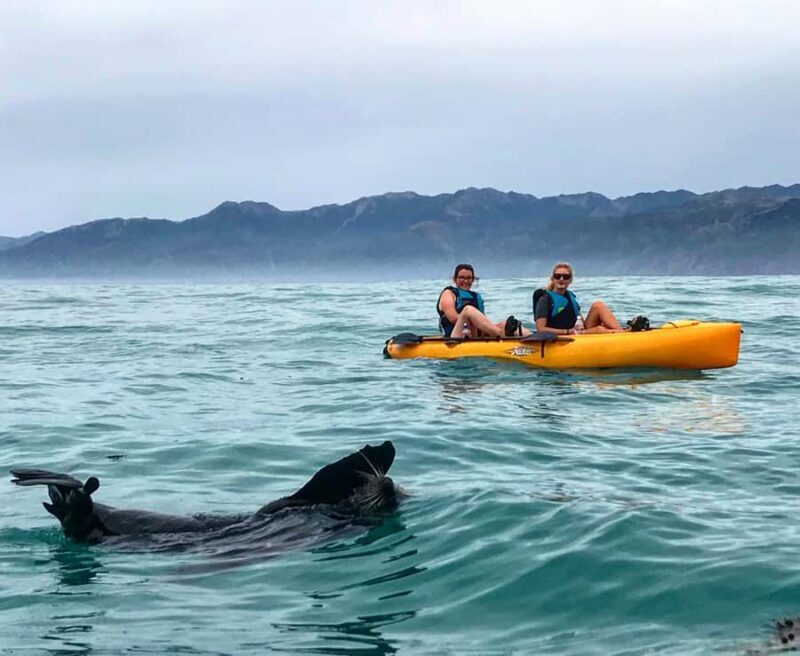 Kaikoura: Seal-Watching Pedal Kayak Tour - Authentic Experiences Backed by Reviews