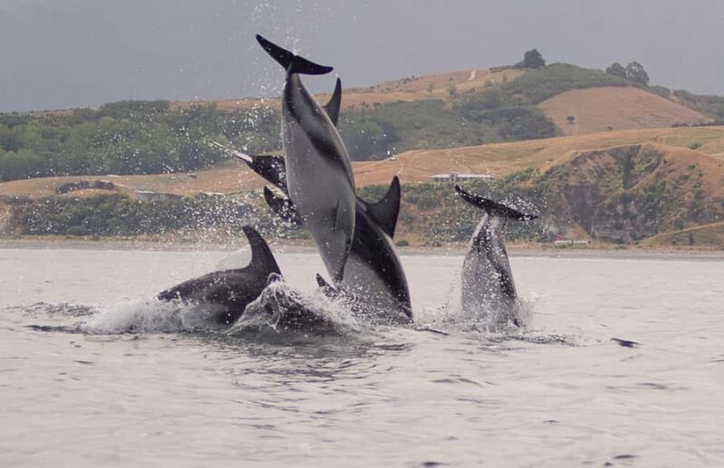 Kaikoura: Sunset Evening Kayaking Tour - Practical Details: What You Need to Know