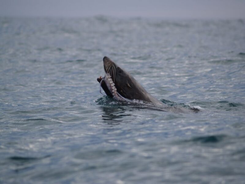 Kaikoura: Sunset Evening Kayaking Tour - The Sum Up: Why This Tour Is a Great Value