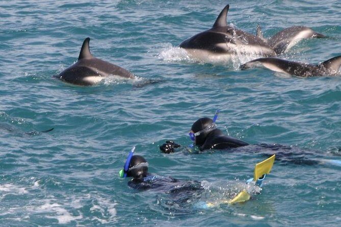 Kaikoura Swim with Dolphins Tour from Christchurch - The Sum Up: Is It Worth It?