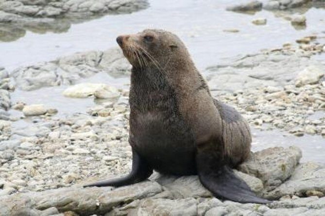 Kaikoura Swim with Dolphins Tour from Christchurch - Frequently Asked Questions