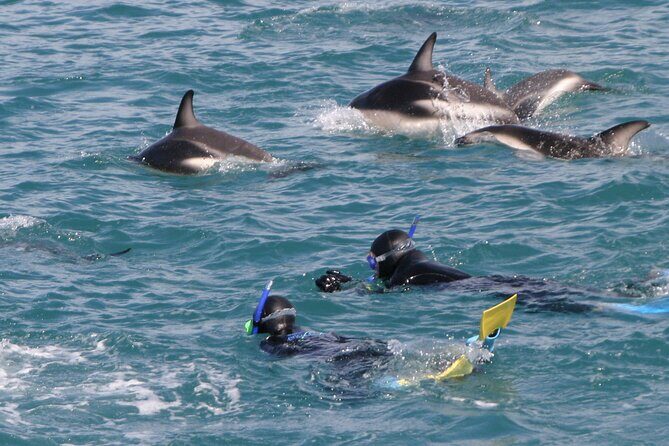 Kaikoura Whale and Dolphin Overnight Tour from Christchurch - Key Points