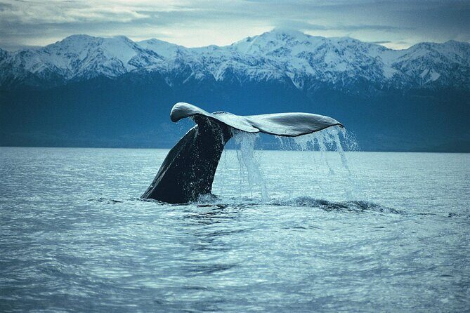 Kaikoura Whale and Dolphin Overnight Tour from Christchurch - FAQ