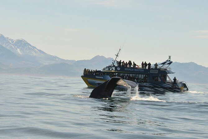 Kaikoura Whale Watch Day Tour from Christchurch - The Itinerary & What to Expect