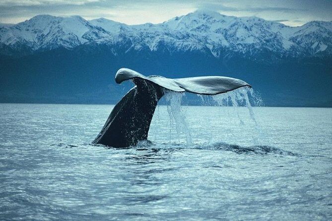 Kaikoura Whale Watch Day Tour from Christchurch - Authentic Perspectives from Travelers