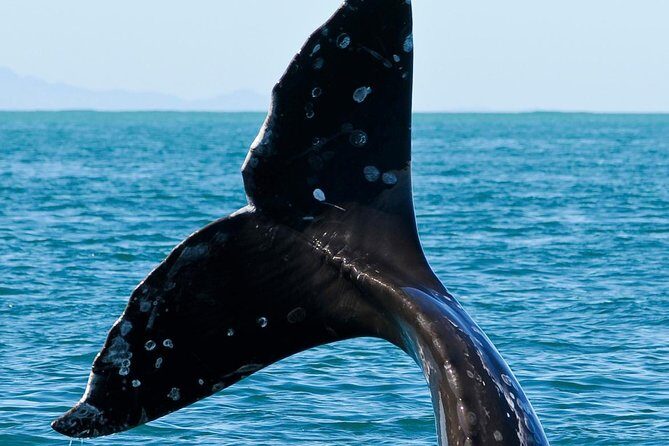 Kaikoura Whale Watch Day Tour from Christchurch - Final Thoughts: Who Should Consider This Tour?