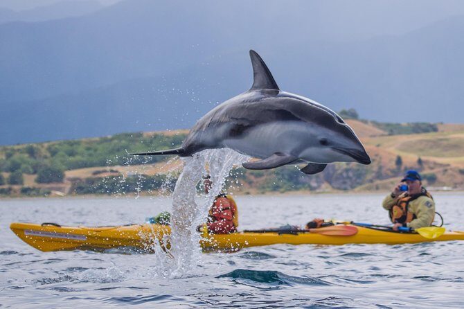 Kaikoura Whale Watch Day Tour from Christchurch - Frequently Asked Questions (FAQs)