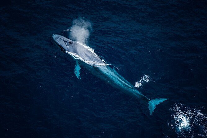 Kaikoura Whale Watching - 45 Minute Ocean Safari - Introduction