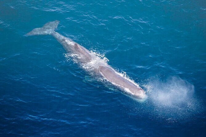 Kaikoura Whale Watching - 45 Minute Ocean Safari - Key Points