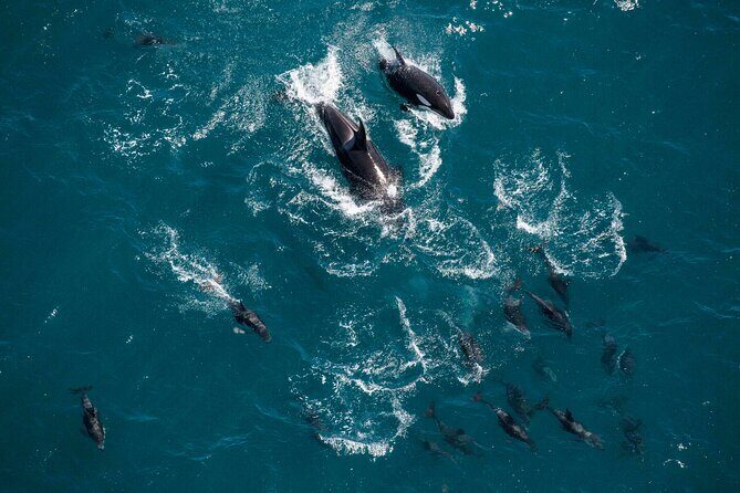Kaikoura Whale Watching - 45 Minute Ocean Safari - Final Thoughts