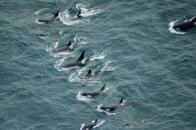 Kaikoura: Whale Watching Flight - The Experience Itself: What to Expect