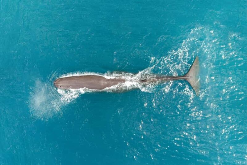 Kaikoura: Whale Watching Flight with Commentary - Key Points