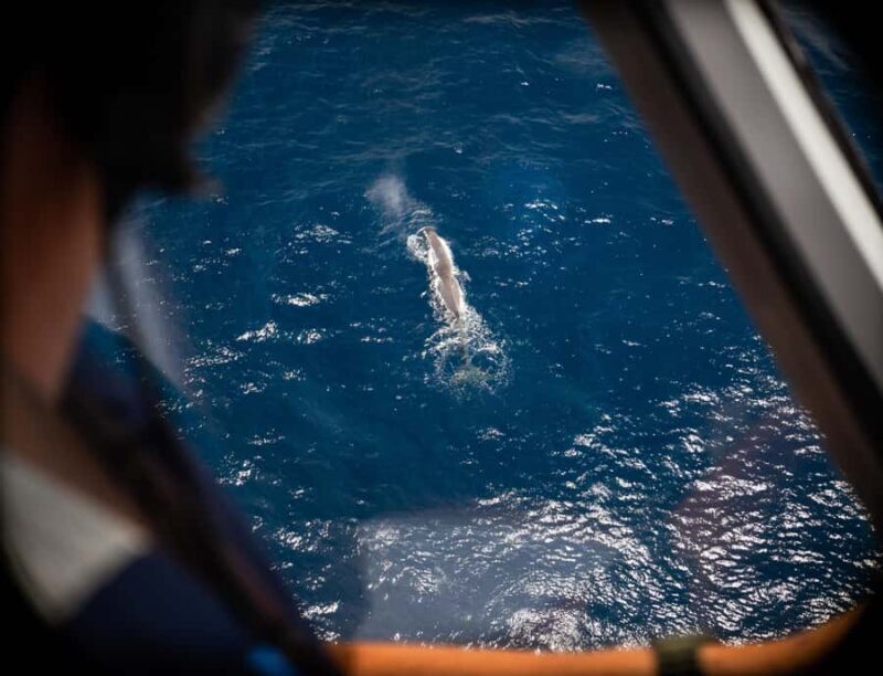 Kaikoura: Whale Watching Flight with Commentary - FAQ
