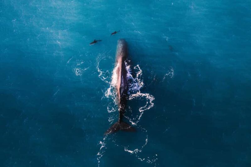 Kaikoura: Whale Watching Flight with Guided Commentary - An In-Depth Look at the Experience