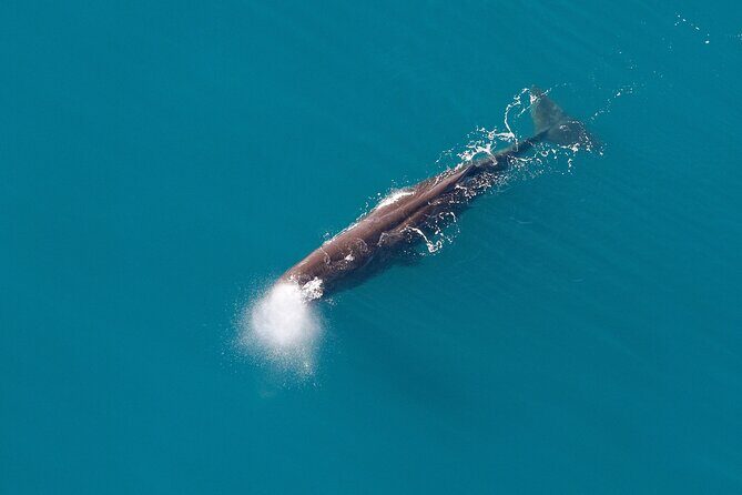 Kaikoura Whales - An In-Depth Look at the Tour Experience