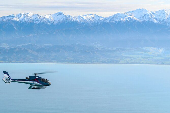 Kaikoura Whales - Who Will Love This Tour?