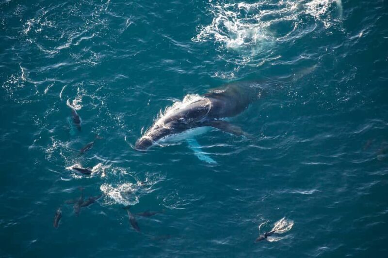 Kaikura: 45-Minute Whale Watching Helicopter Tour - Key Points