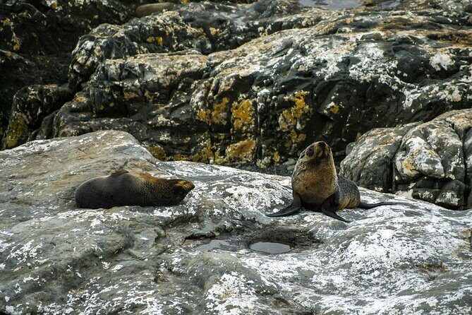 Kaikura Day Tour From Christchurch With Dolphin Encounter - FAQ