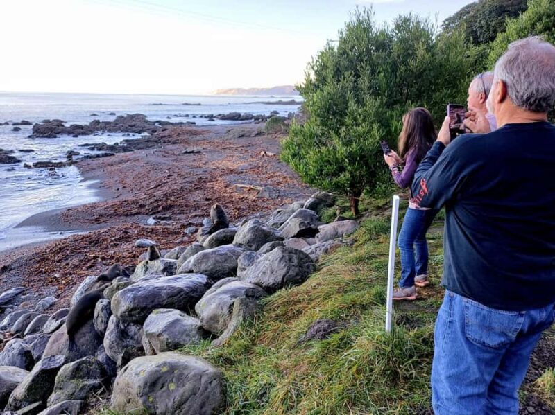 Kaikura: Small Group Tour- optional Whale, Dolphin, Zipline - Experience in Detail: What You Can Expect