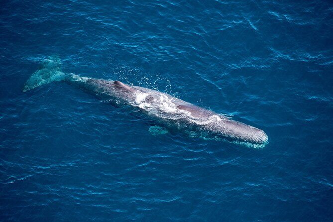 Kaikura Whale Watching and Scenic Landing - 1hr Premier Tour - Key Points