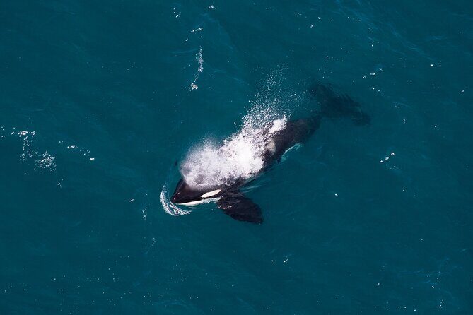 Kaikura Whale Watching and Scenic Landing - 1hr Premier Tour - What Past Travelers Say