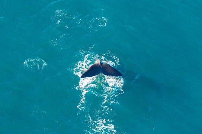 Kaikura Whale Watching and Scenic Landing - 1hr Premier Tour - The Practical Side: Booking, Cost, and Considerations