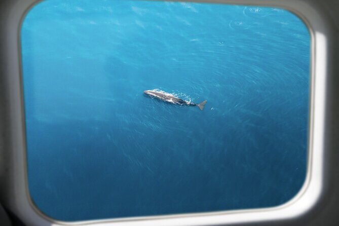 Kaikura Whale Watching Scenic Flight (40 Minutes) - Authentic Experiences from Fellow Travelers