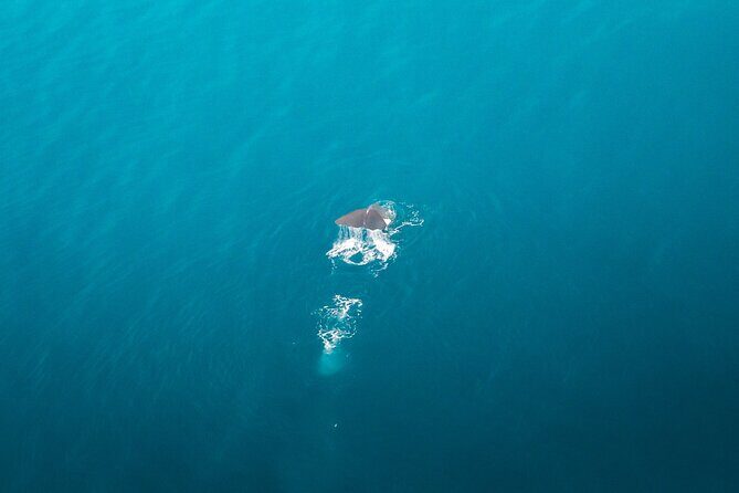 Kaikura Whale Watching Scenic Flight (40 Minutes) - Who Should Consider This Tour?