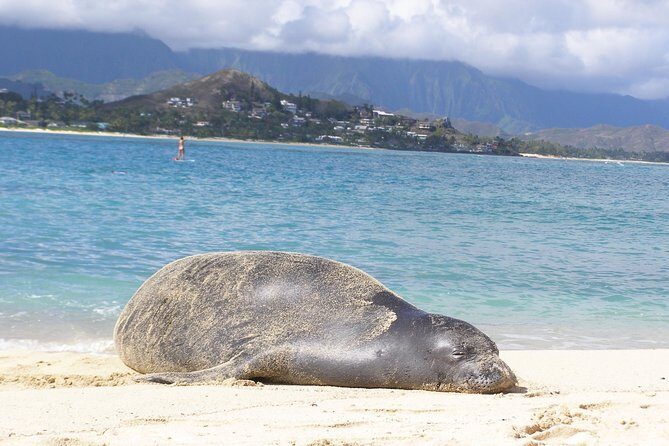 Kailua Bay, Oahu: Epic Kayak and Snorkel to Islands with Lunch - Practical Considerations and Tips
