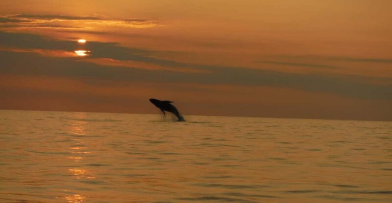 Kailua-Kona: Dolphin Watch & Double-Reef Snorkel Tour - An In-Depth Look at the Kailua-Kona Dolphin & Reefs Experience