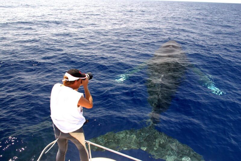 Kailua Kona: Humpback Whale Watching Adventure Cruise - Why This Whale Watching Tour Is Worth It