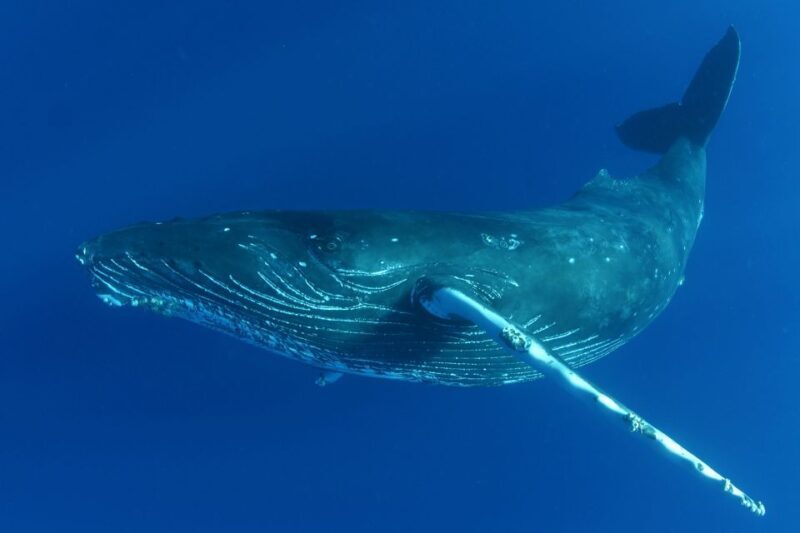 Kailua Kona: Humpback Whale Watching Adventure Cruise - Insights from Reviews