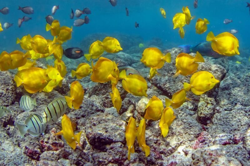 Kailua-Kona: Kealakekua Bay and Captain Cook Monument Tour - Practical Details and Value