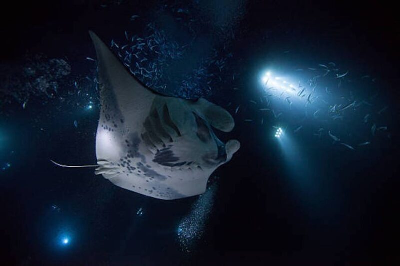 Kailua-Kona: Manta Ray Watching Nighttime Boat Trip - An Honest Look at the Experience