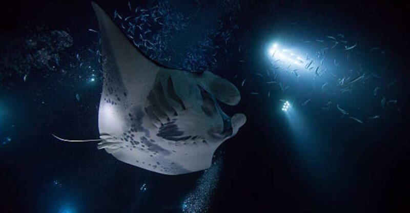 Kailua-Kona: Manta Ray Watching Nighttime Boat Trip - FAQ