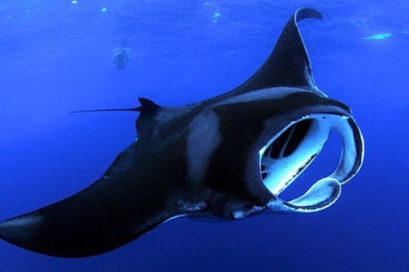Kailua Kona: Night Manta Ray Adventure on the Big Island - Key Points