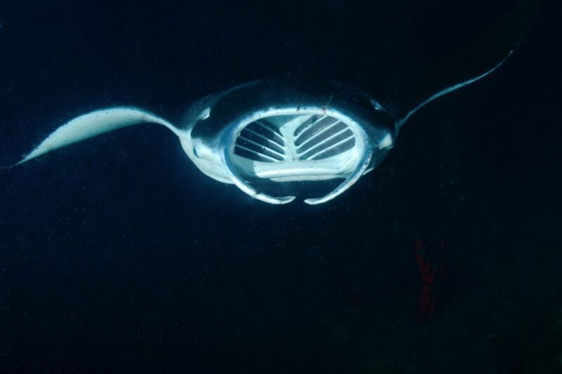 Kailua Kona: Night Manta Ray Adventure on the Big Island - FAQ