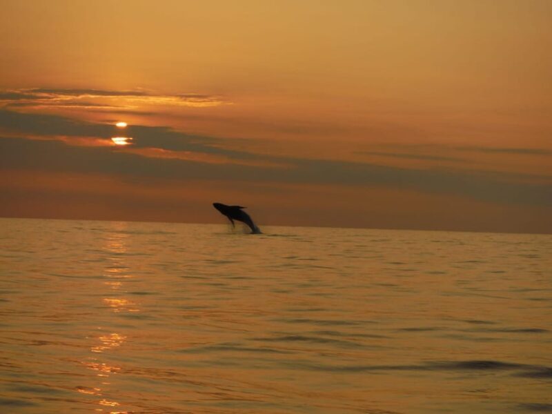 Kailua-Kona: Pacific Humpback Whale Watch Excursion - Key Points