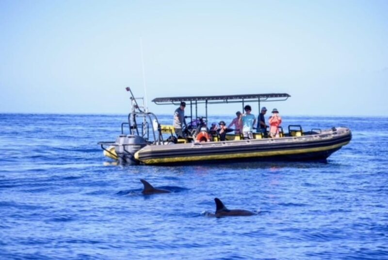 Kailua-Kona: Pacific Humpback Whale Watch Excursion - What Sets This Tour Apart?