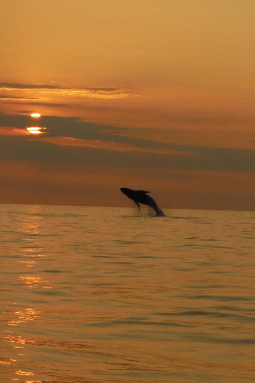 Kailua-Kona: Pacific Humpback Whale Watch Excursion - FAQ