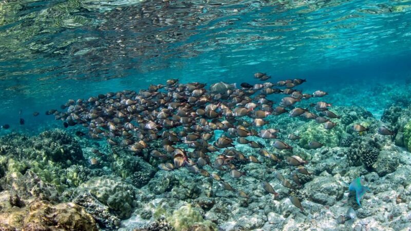 Kailua-Kona: Private Marine Charter Adventure - The Sum Up