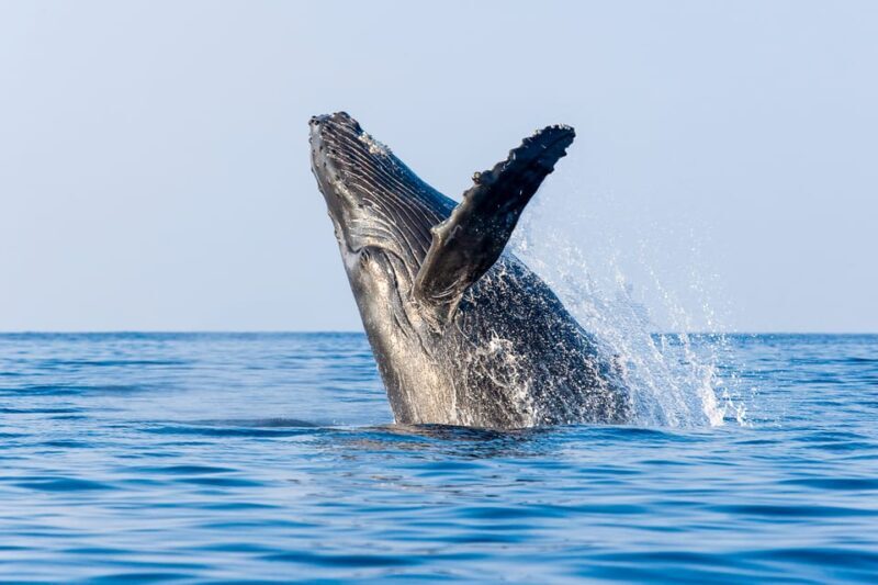 Kailua-Kona: Whale Watching Cruise on the Big Island - The Itinerary: What to Expect on Your Whale Watching Adventure